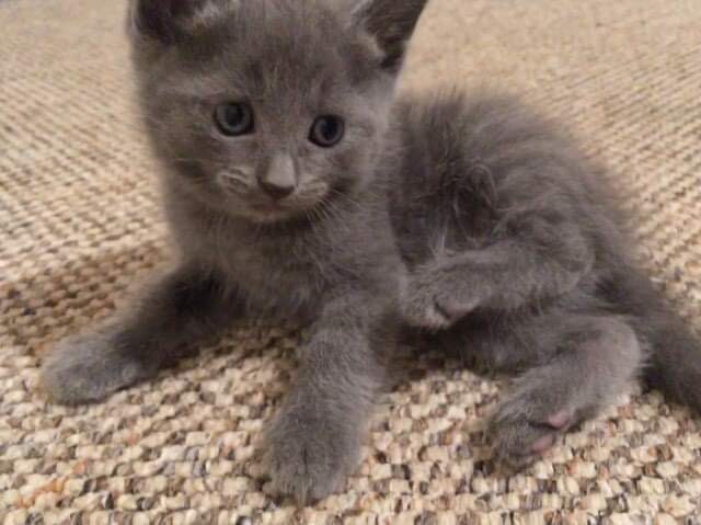 gumtree burmese kittens